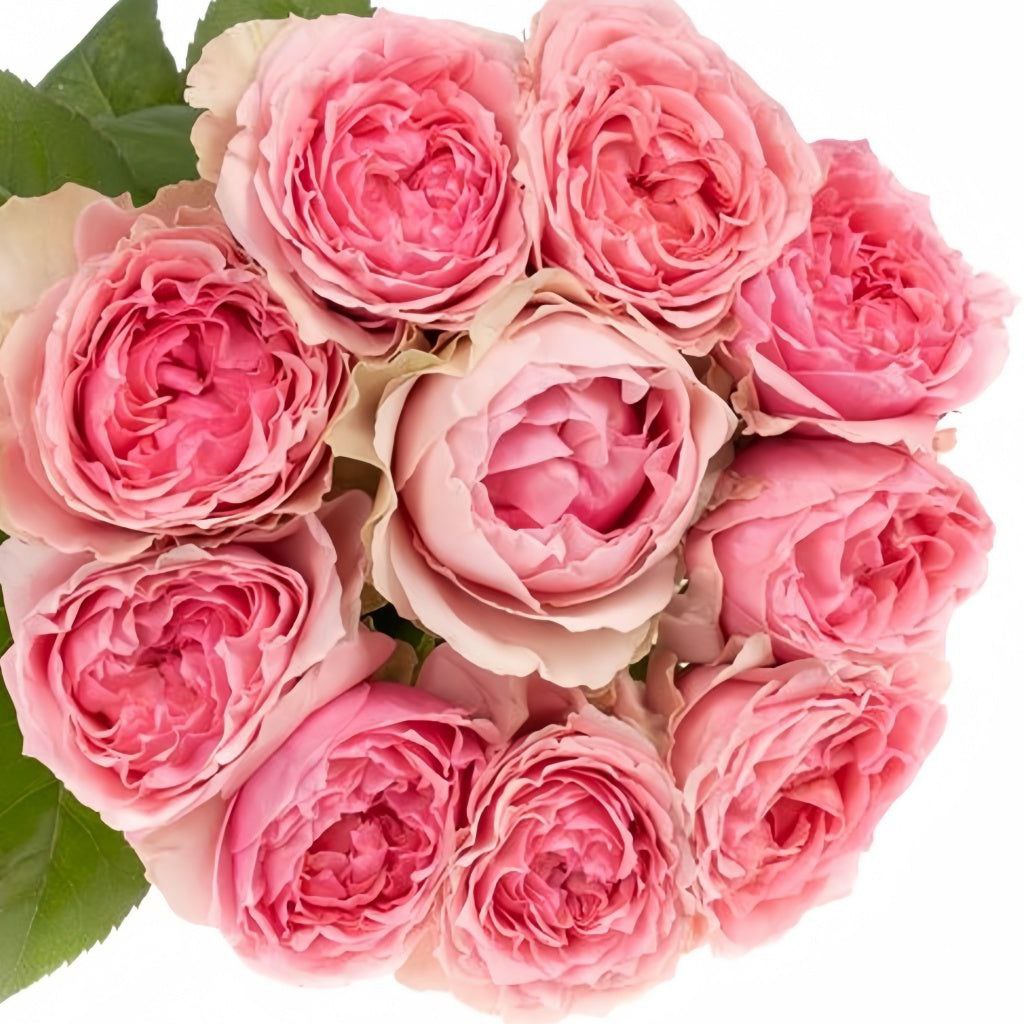 Вікторіан Кіс (Victorian Kiss)