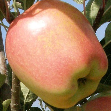 Яблуня Голд Чіф