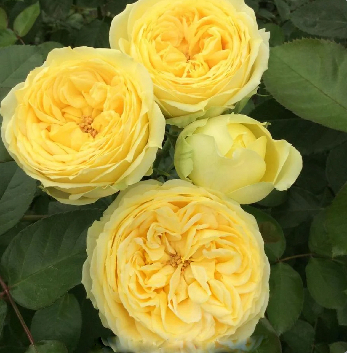 Троянда лемон помпон 2р (ЗКС)