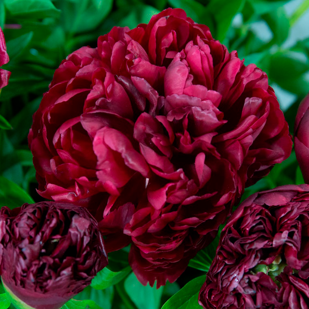 Півонія Пітер Бренд