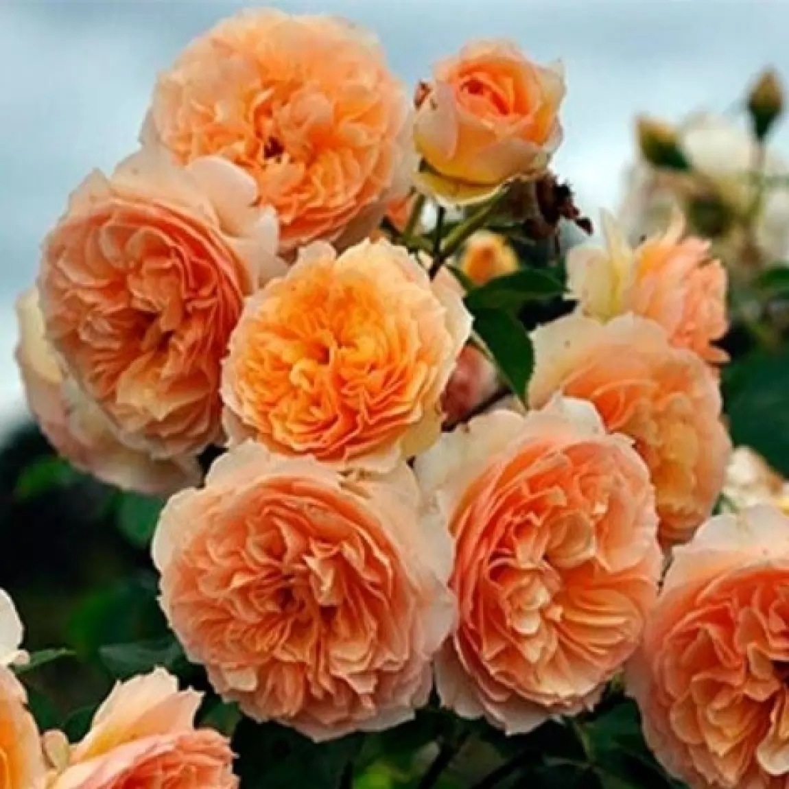 Троянда плетиста Полка