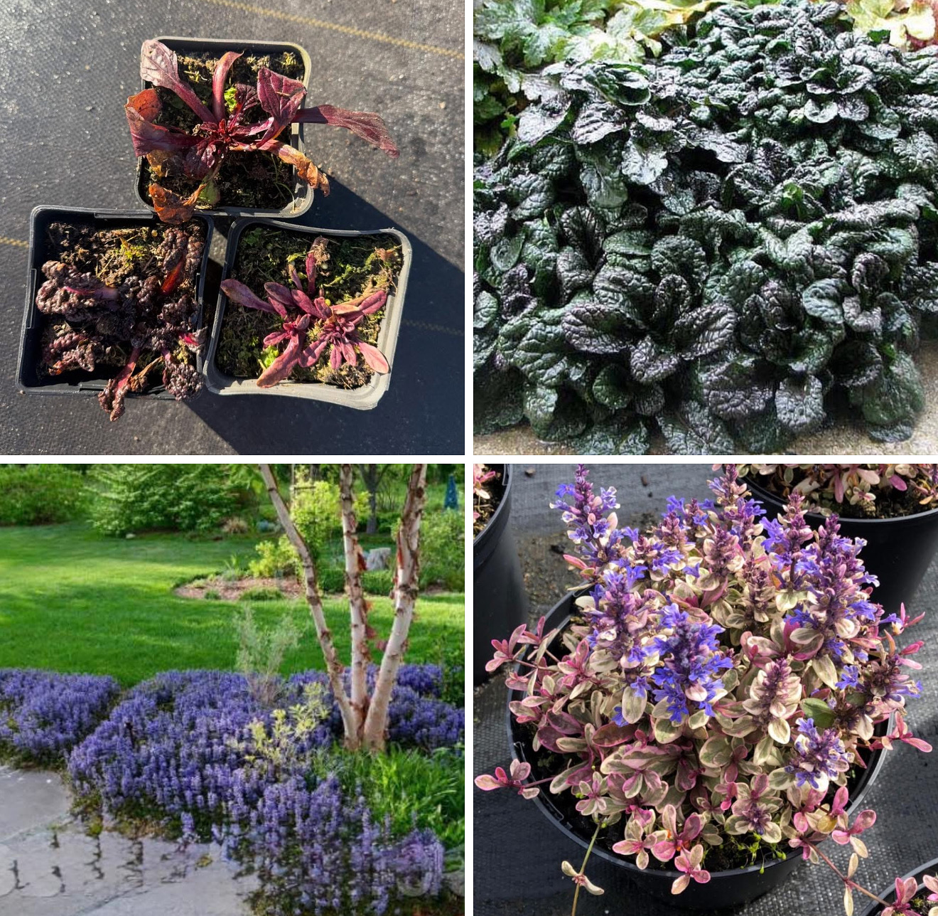 Набір живучок