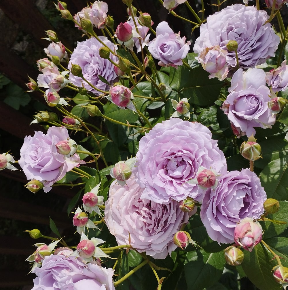 Новаліс (Novalis)