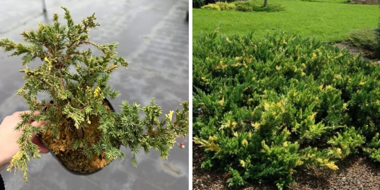 Ялівець експанса веріатна