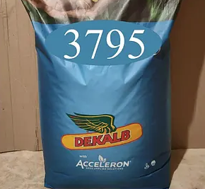 Насіння кукурудзи ДКС 3795 Монсанто ФАО 250 Кукурудза високої врожайності