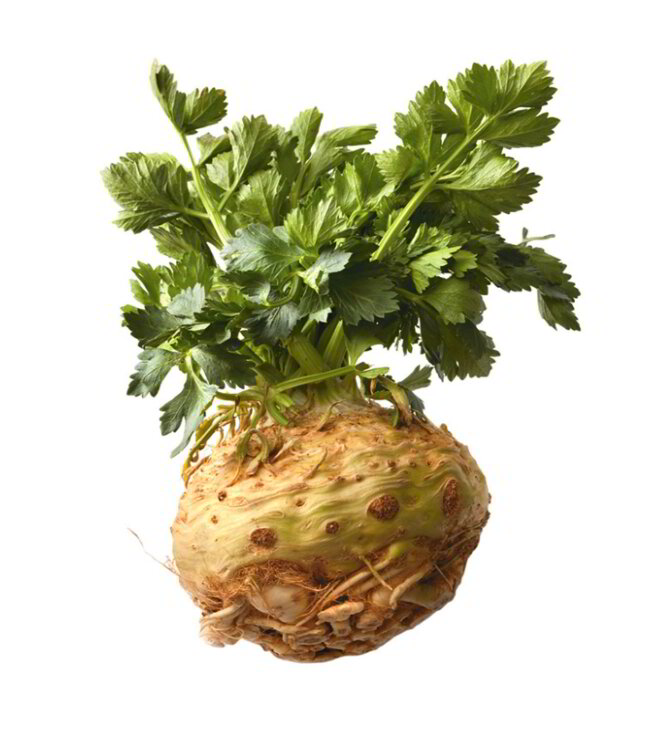 Knolselder