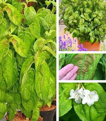 🌺 Вейгела квітуча Lime Monster (Вейгела "Лайм Монстер")