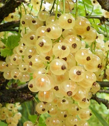 Порічка Сніжана