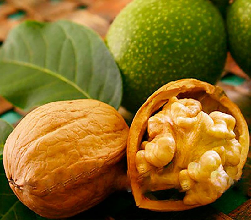 Горіх волоський Кочерженко