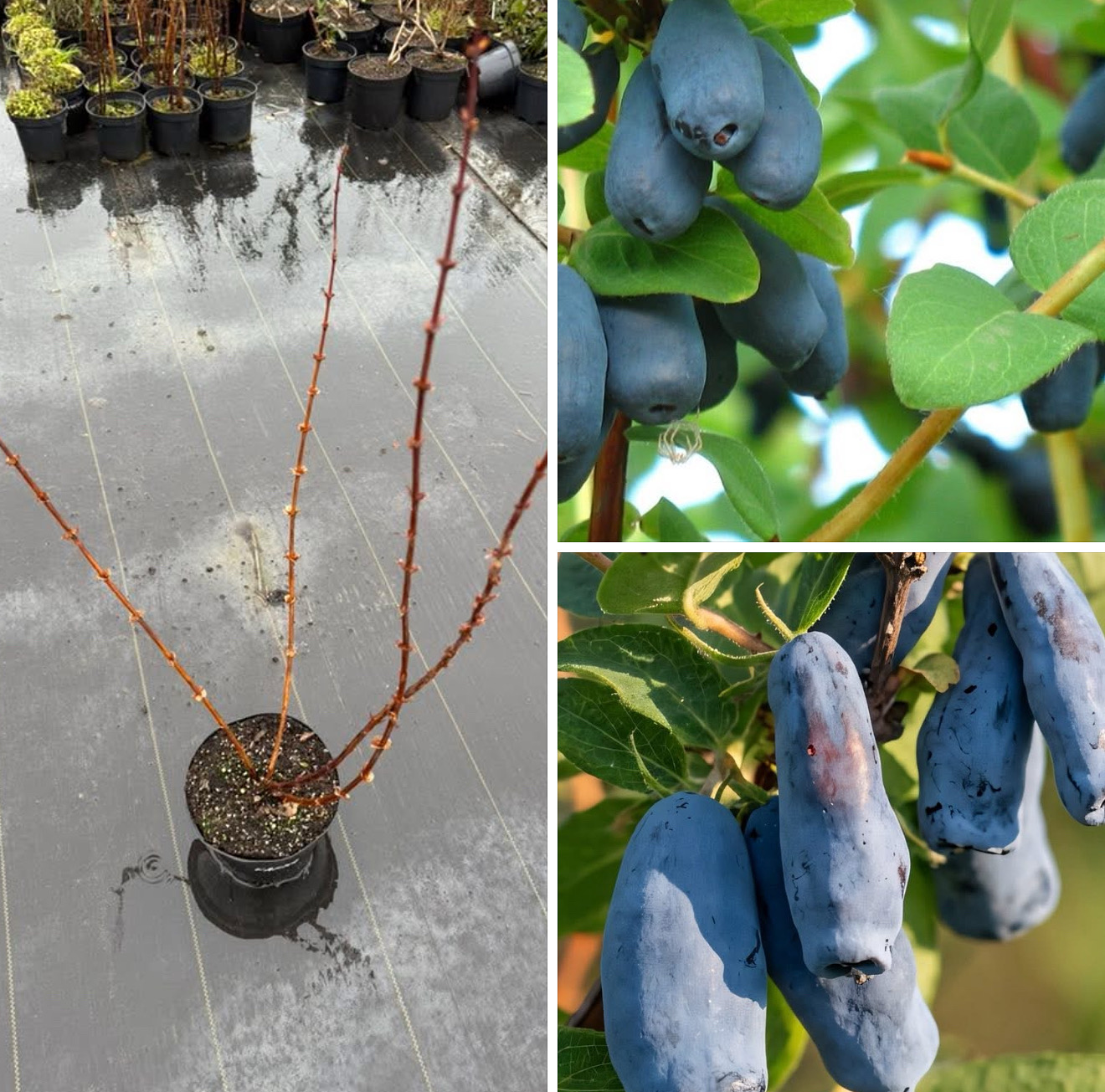 Жимолості по 160 грн Ягана і Каріна