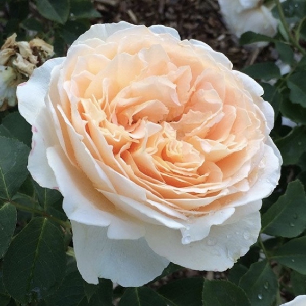 МОН ЖАРДЕН Е МА МЕЗОН ( Mon Jardin et Ma Maison)
