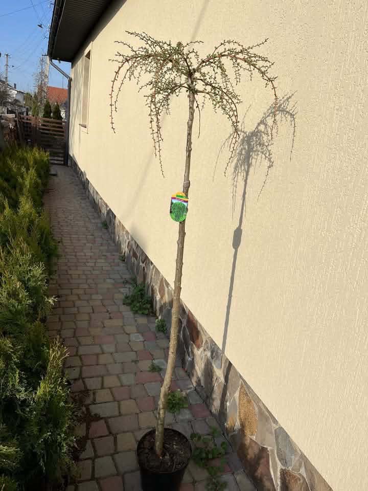 Модрина європейська на штамбі 'Stiff Weeper' (Larix decidua 'Stiff Weeper')