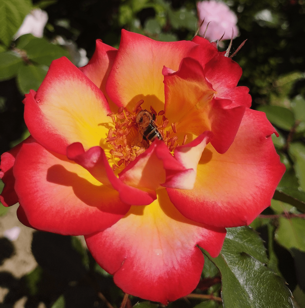 Бетті Буп (Betty Boop)