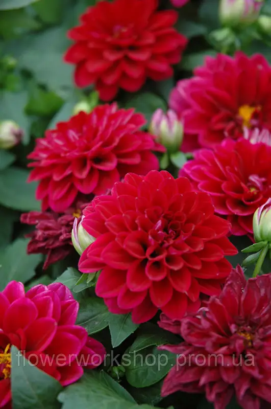 Жоржина Dalina MIDI Marianna (касетна розсада)