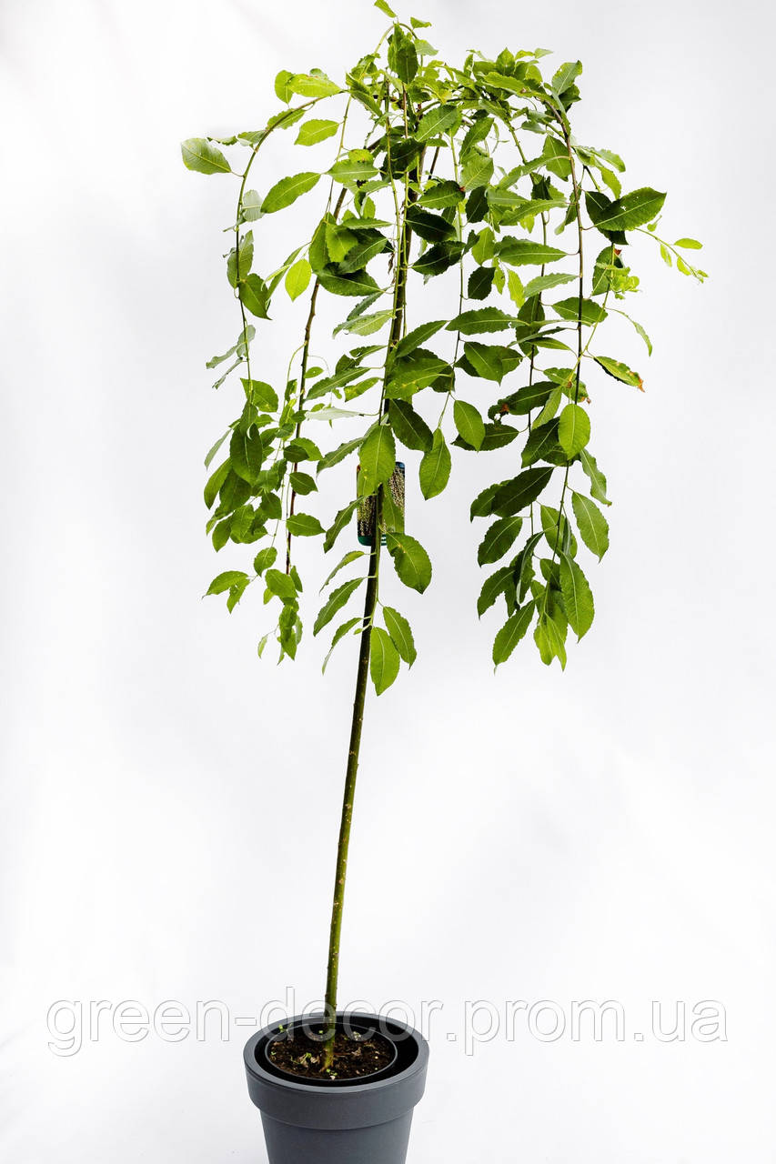 Верба козяча Кілмарнок (Salix caprea Kilmarnock) Stam 120cm
