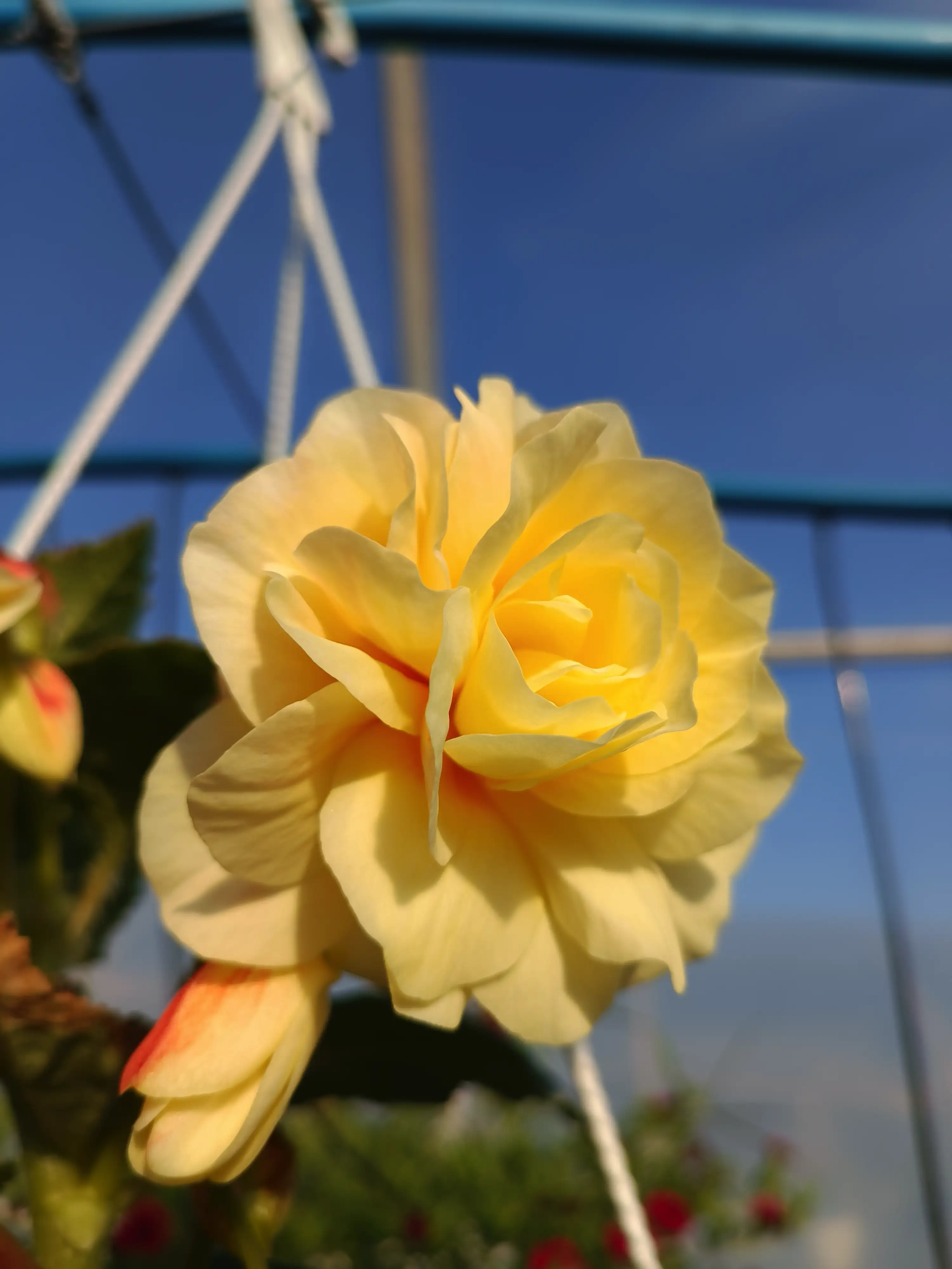 Бегонія ампельна Illumination Apricot (касетна розсада)