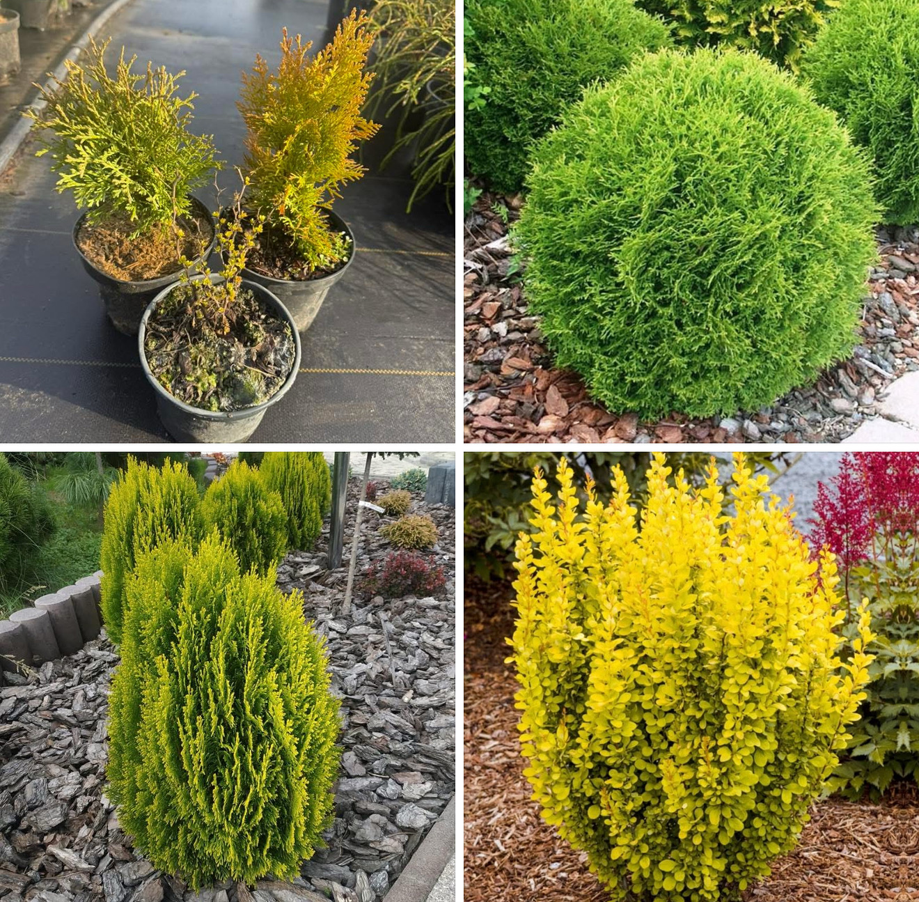 Набір барбарис Марія , туя морган і тини тим