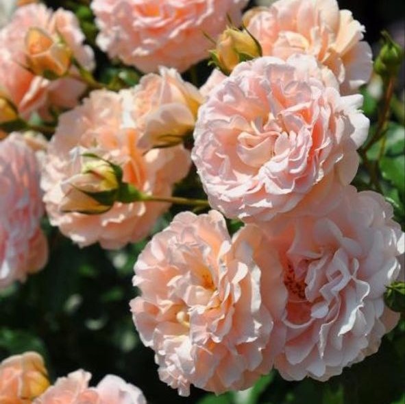 Психея (Psyche)