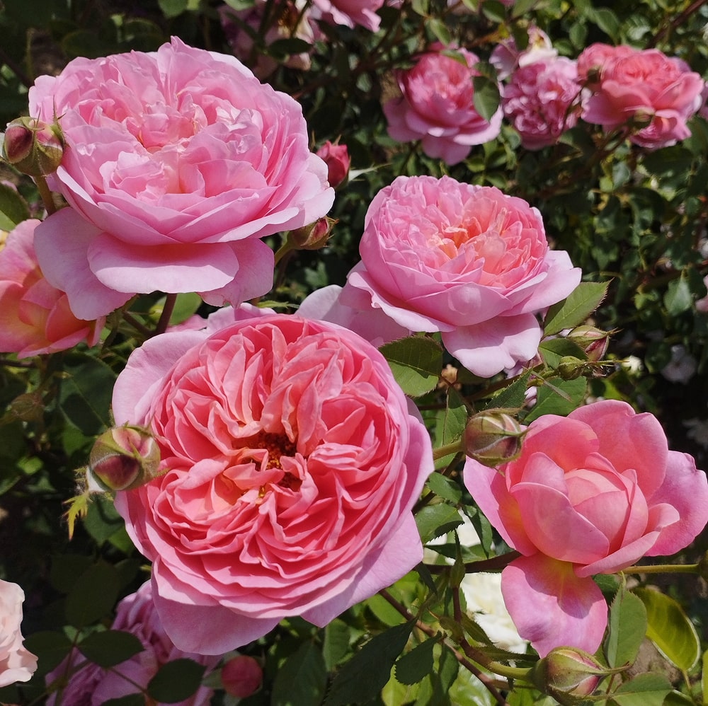 Боскобель (Boscobel)