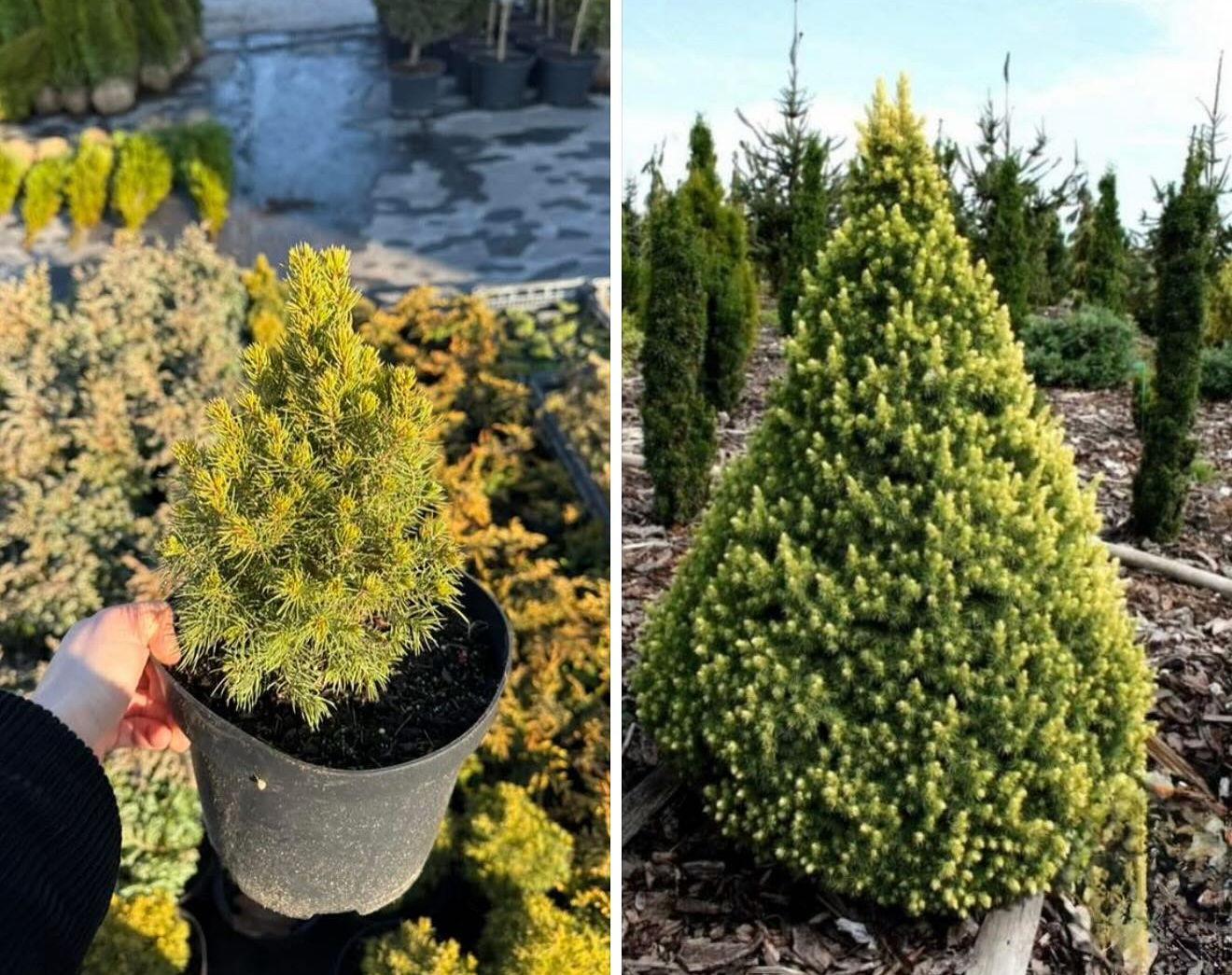 Ялинка рейнблоуз 3 л