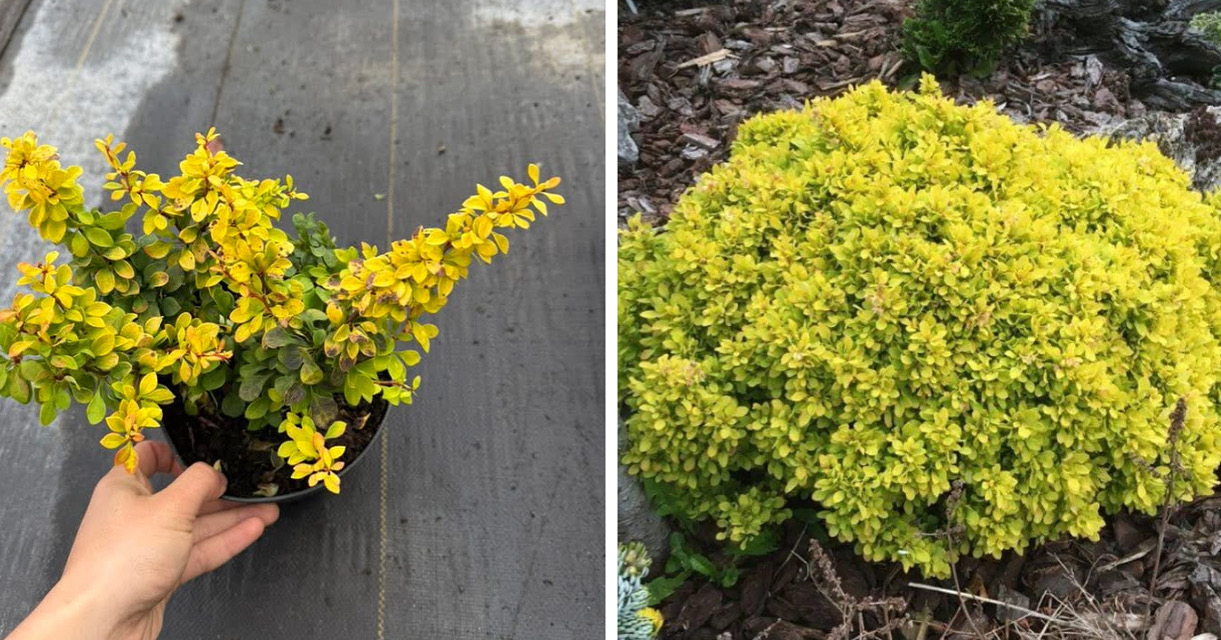 Барбарис карликовий  голден дивайн