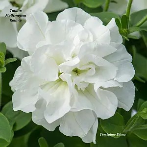 Петунія махрова Tumbelina Diana (касетна розсада).