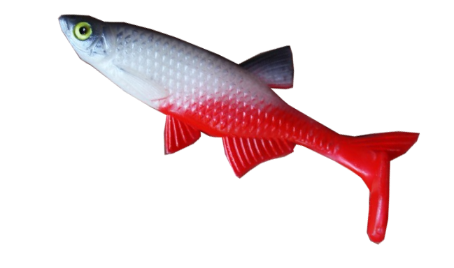 Alburnus Shad 4.2
