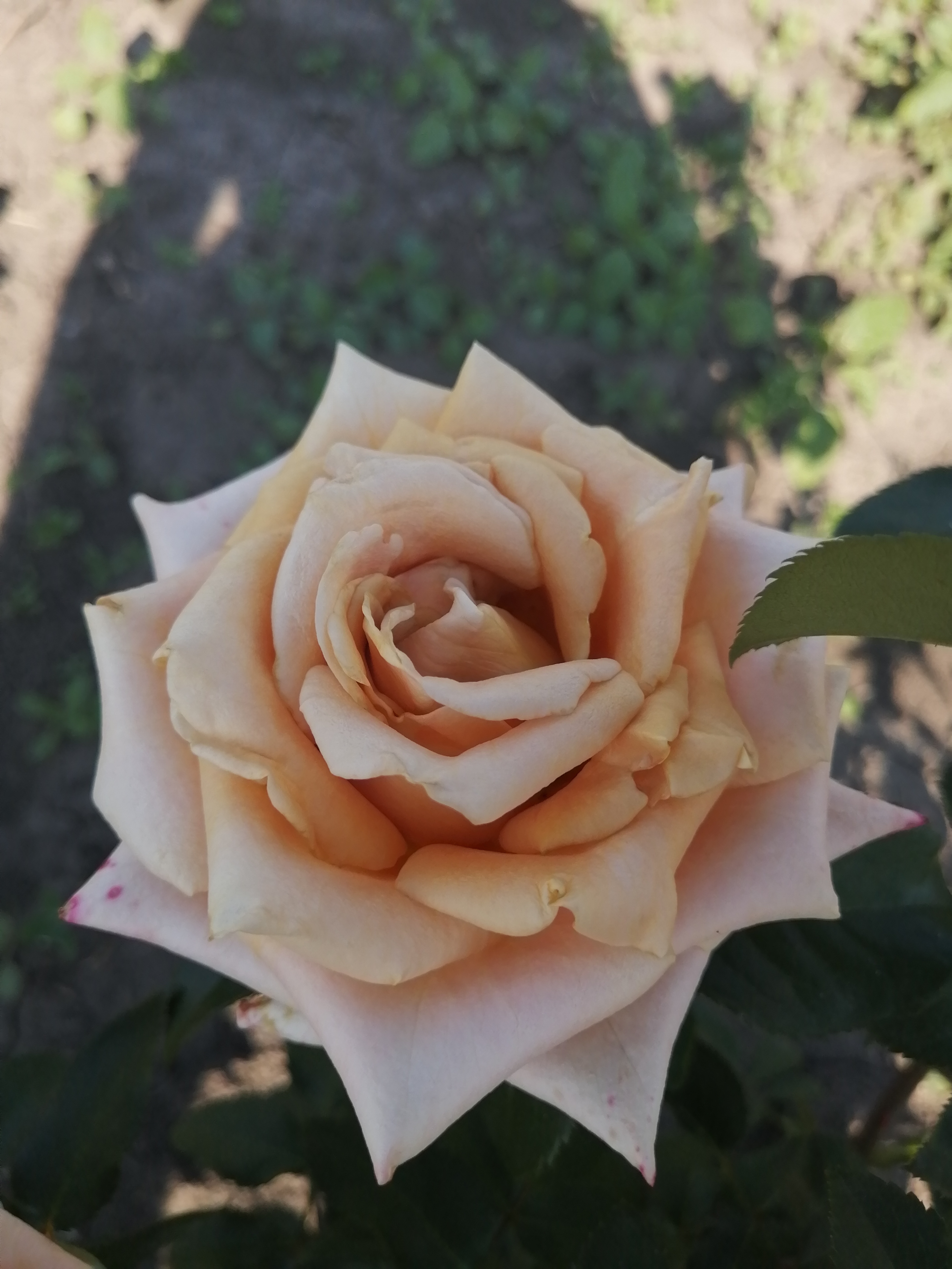 ГАРДЕН СЕНД ДАН ( Garden Send Dan) зрізочна новинка