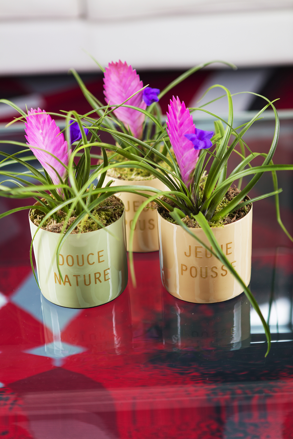 Tillandsia / Tillandsia plante d'intérieur