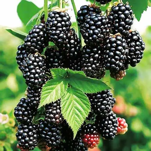 Ожина Блек Джем