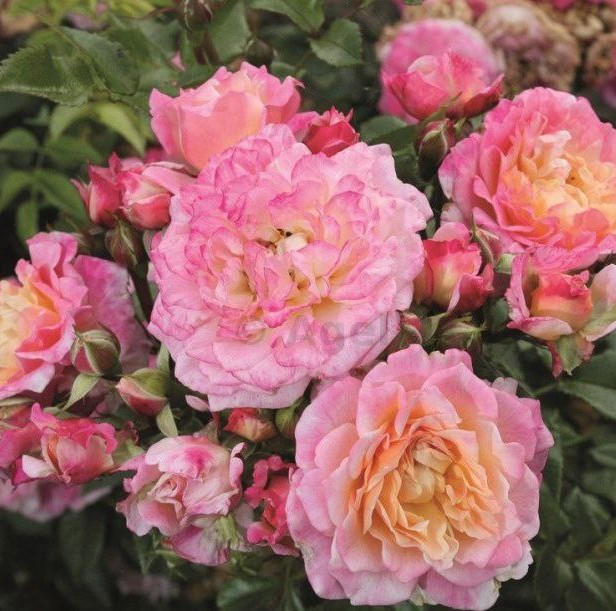 Кантрі Герл (Country Girl)