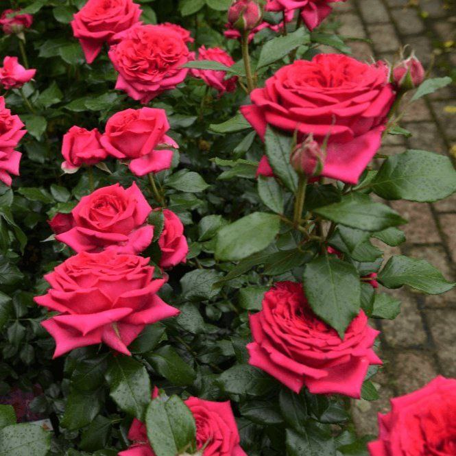 Режіс Маркон (Regis Marcon)