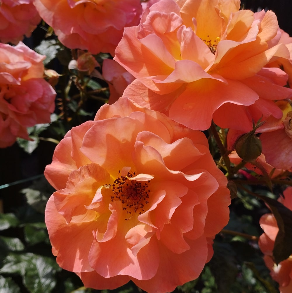 Вестерленд (Westerland)