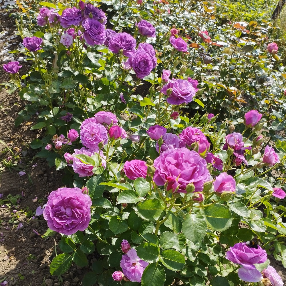 Мінерва (Minerva)