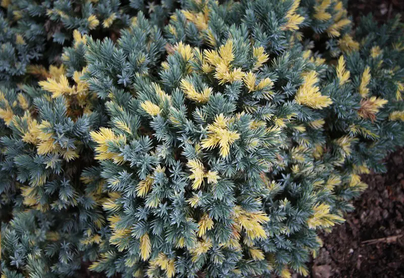 🌿 Ялівець 'Floriant' (Juniperus × pfitzeriana 'Floriant') в касеті