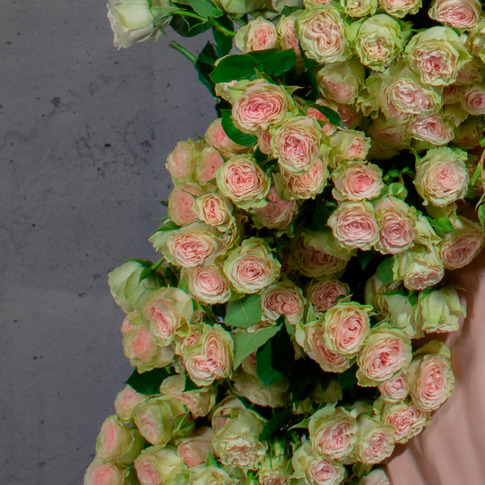 Фібоначчі Янтра - Fibonacci Yantra