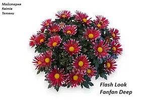 Хризантема Мультифлора Flash Look Fanfan Deep (касетна розсада).
