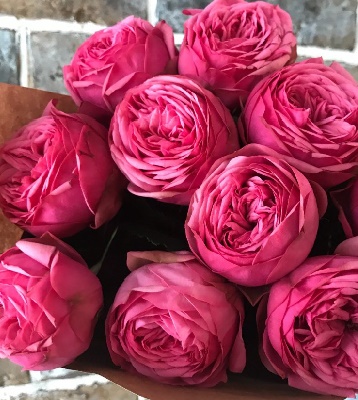 🌹 Троянда "Pink Piano"