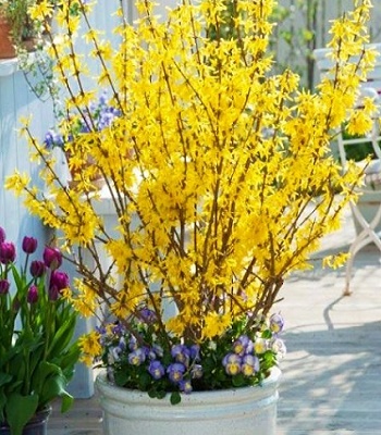 🌼 Форзиція "Minigold"