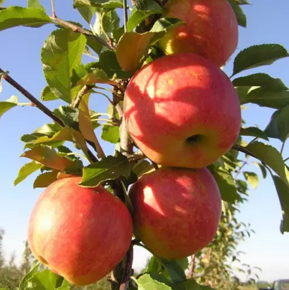 Яблуня “Чемпіон” (осінньо-зимовий сорт) — 1 шт. в упаковці