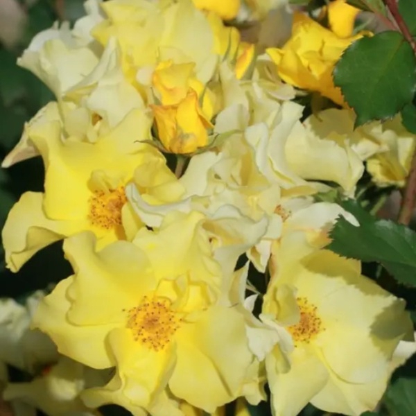 Алі Дорате — Ali Dorate