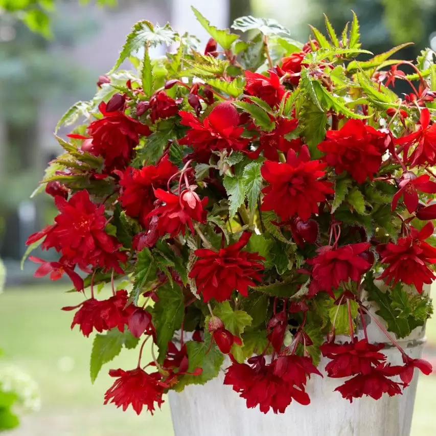 Бегонія ампельна Тuberhybrida Illumination® F1 Scarlet (в горщику р.11).