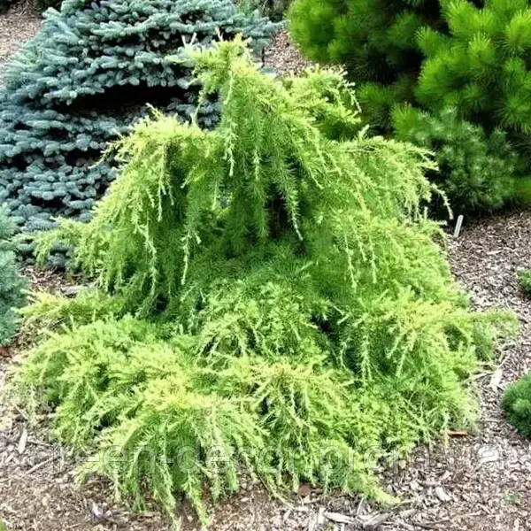 Кедр гімалайський "Лайм Глоу" Cedrus deodara ‘Lime Glow’ h30-40