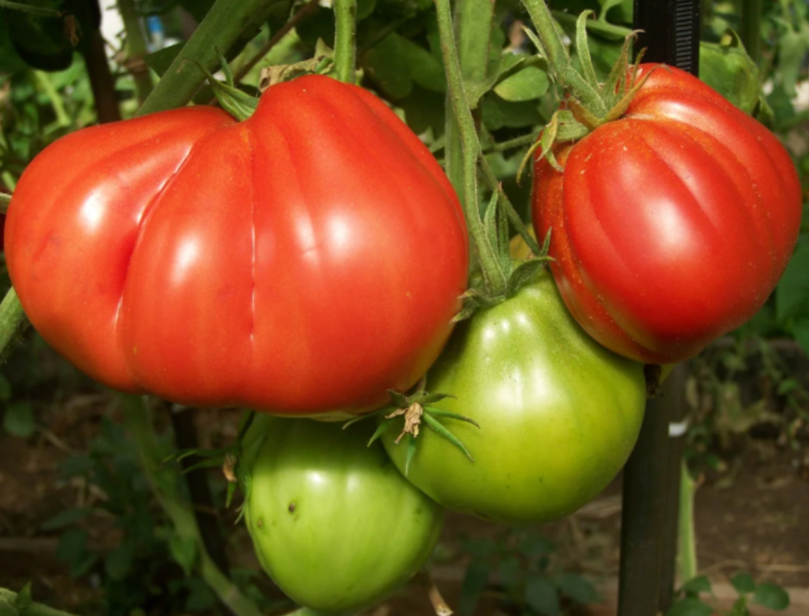 Помідор 100 пудів 25 насінин