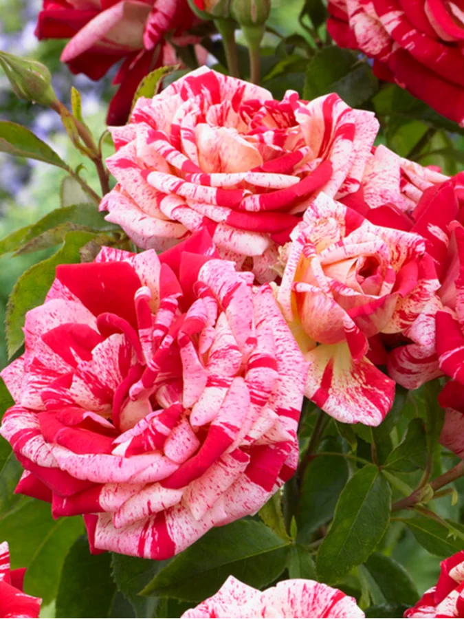 Троянда чайно-гібридна Papageno АА+