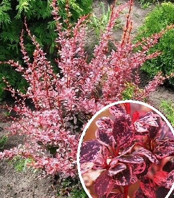🌿 Барбарис "Harlequin" (Berberis thunbergii "Harlequin")