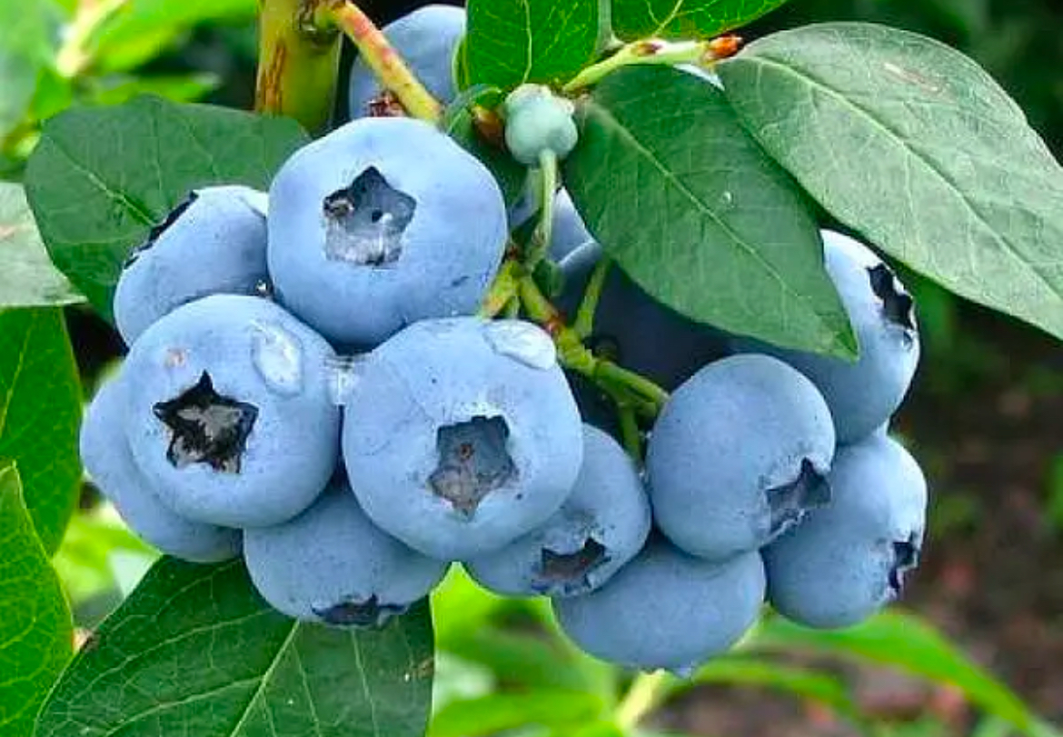 Лохина блюголд 2 р