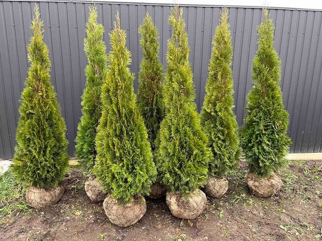 Туя смарагд в комі,мішковина 80-100см