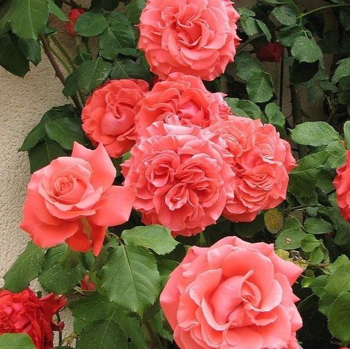 Ді Ді Бріджуотер (Dee dee Bridgewater)