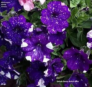 Петунія Splash Dance Bolero Blue (касетна розсада)
